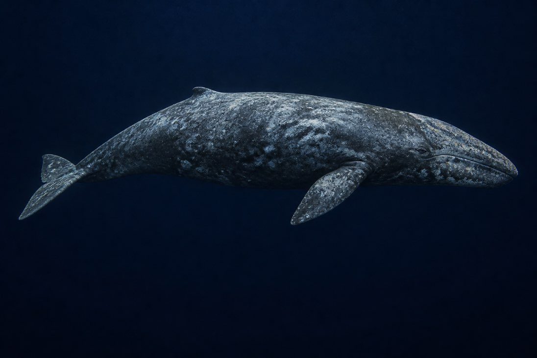 A gray whale in profile showing mottled grey skin and the knuckled ridge along its back in place of a dorsal fin.