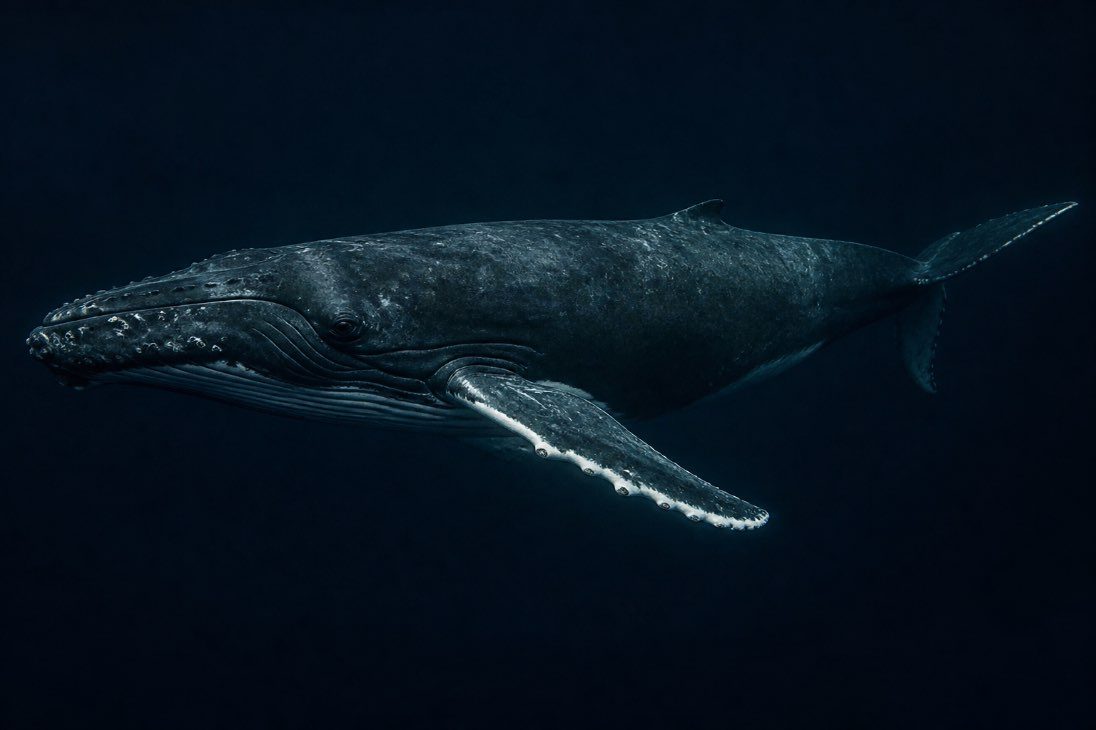 A humpback whale underwater showing its knobbly head and very long white-edged pectoral fin.