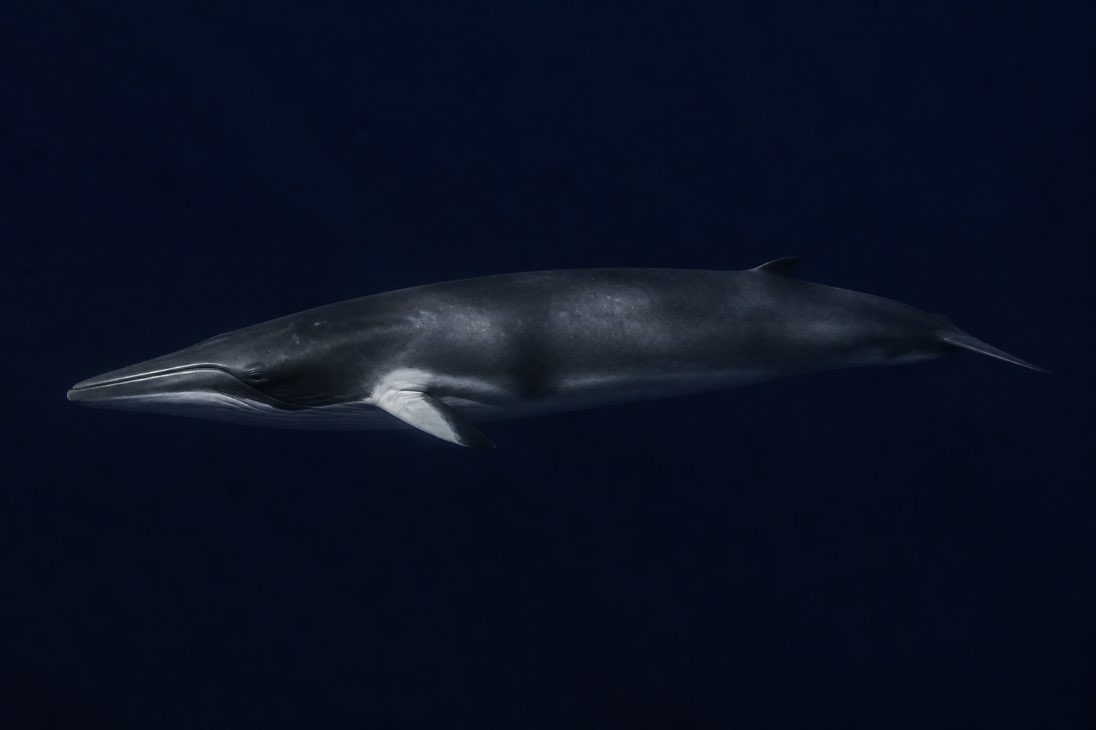 A minke whale underwater, sleek and dark with a sharply pointed snout and small curved dorsal fin.